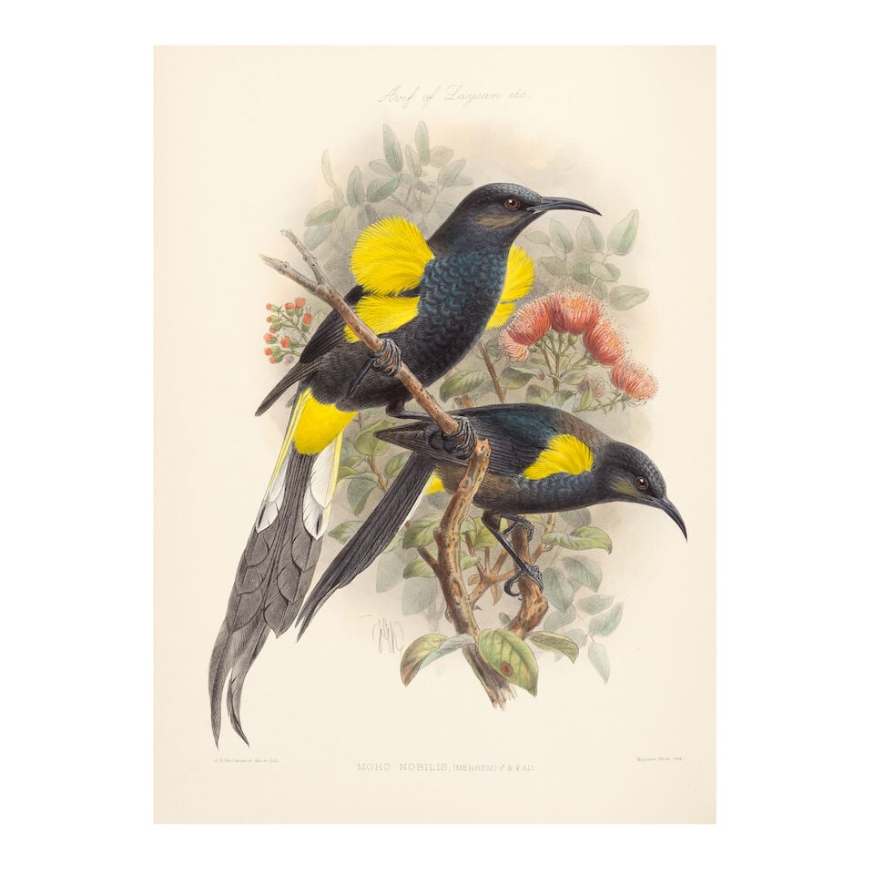 ROTHSCHILD (LIONEL WALTER) The Avifauna of Laysan and the Neighbouring Islands: With a Complete ... (1 of 4)