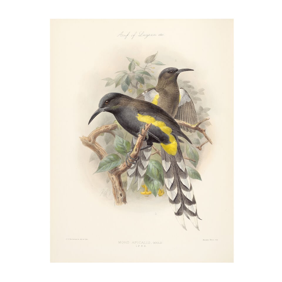 ROTHSCHILD (LIONEL WALTER) The Avifauna of Laysan and the Neighbouring Islands: With a Complete ... - 2