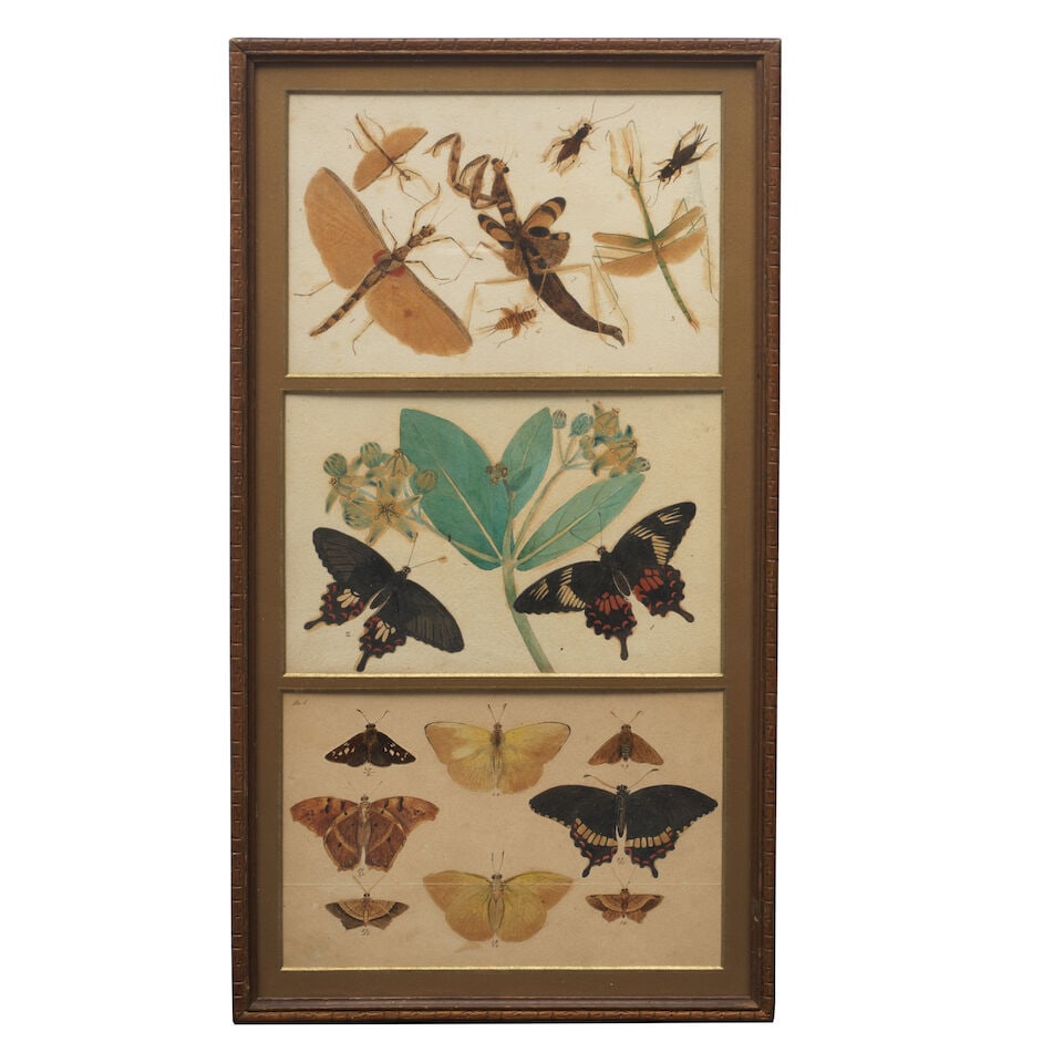 Three studies of butterflies and insects British School in India, perhaps Bombay, circa 1850-60 (1 of 3)