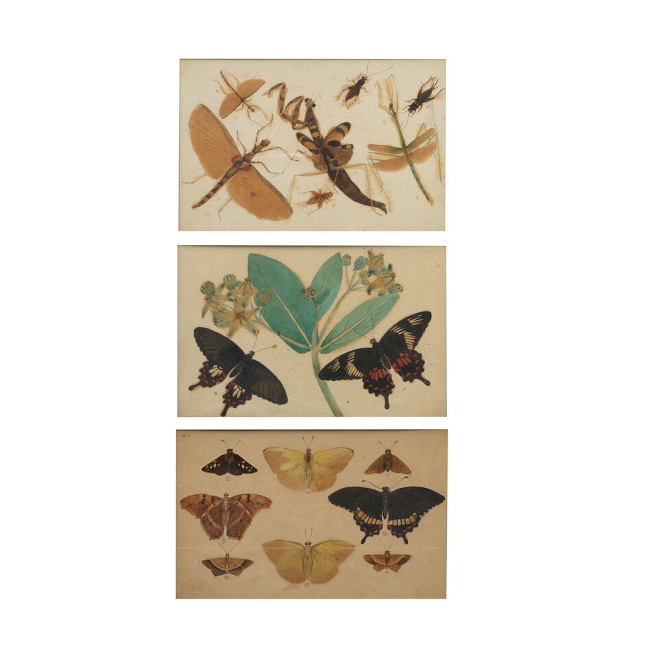 Three studies of butterflies and insects British School in India, perhaps Bombay, circa 1850-60 - 3