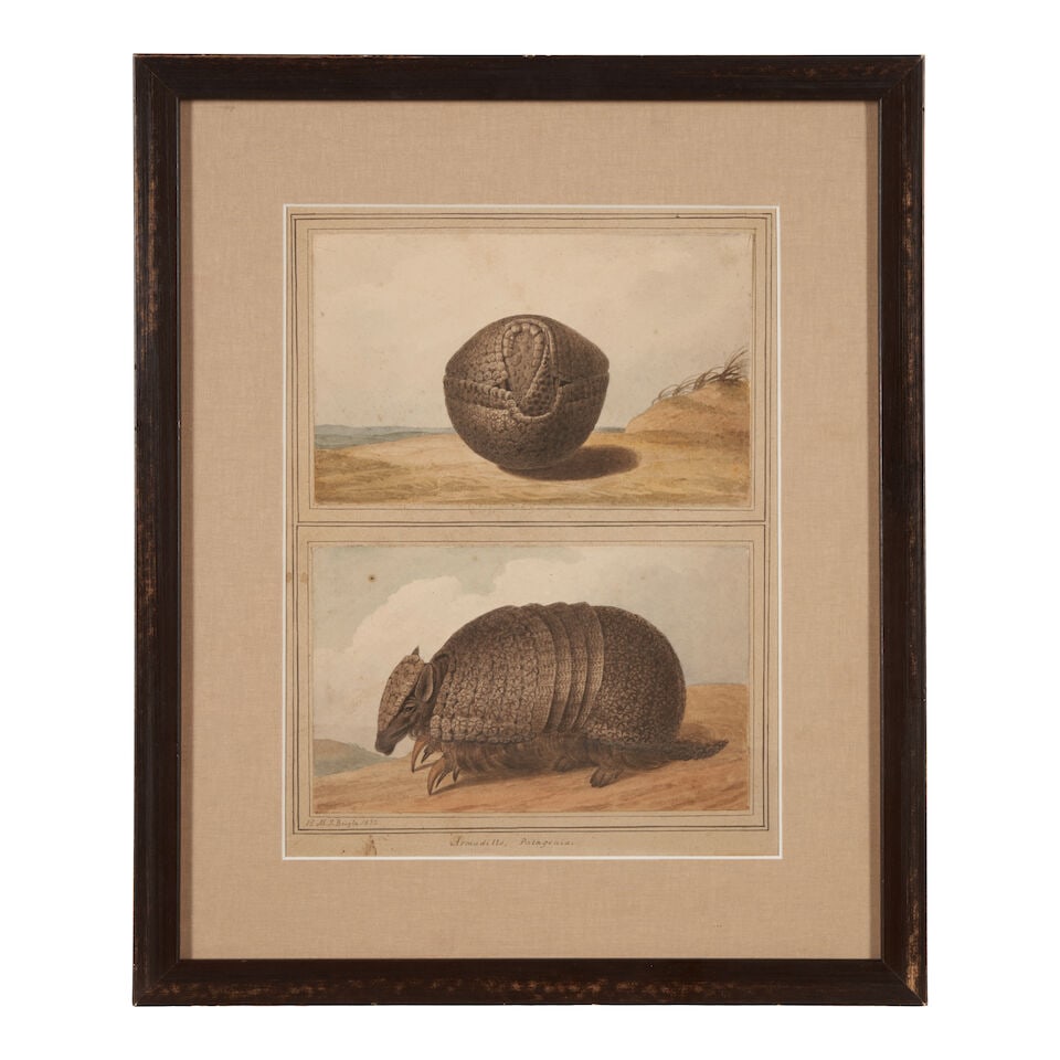 Attributed to Augustus Earle (Australian, 1793-1838) Two Studies of an Armadillo, Patagonia (1 of 2)