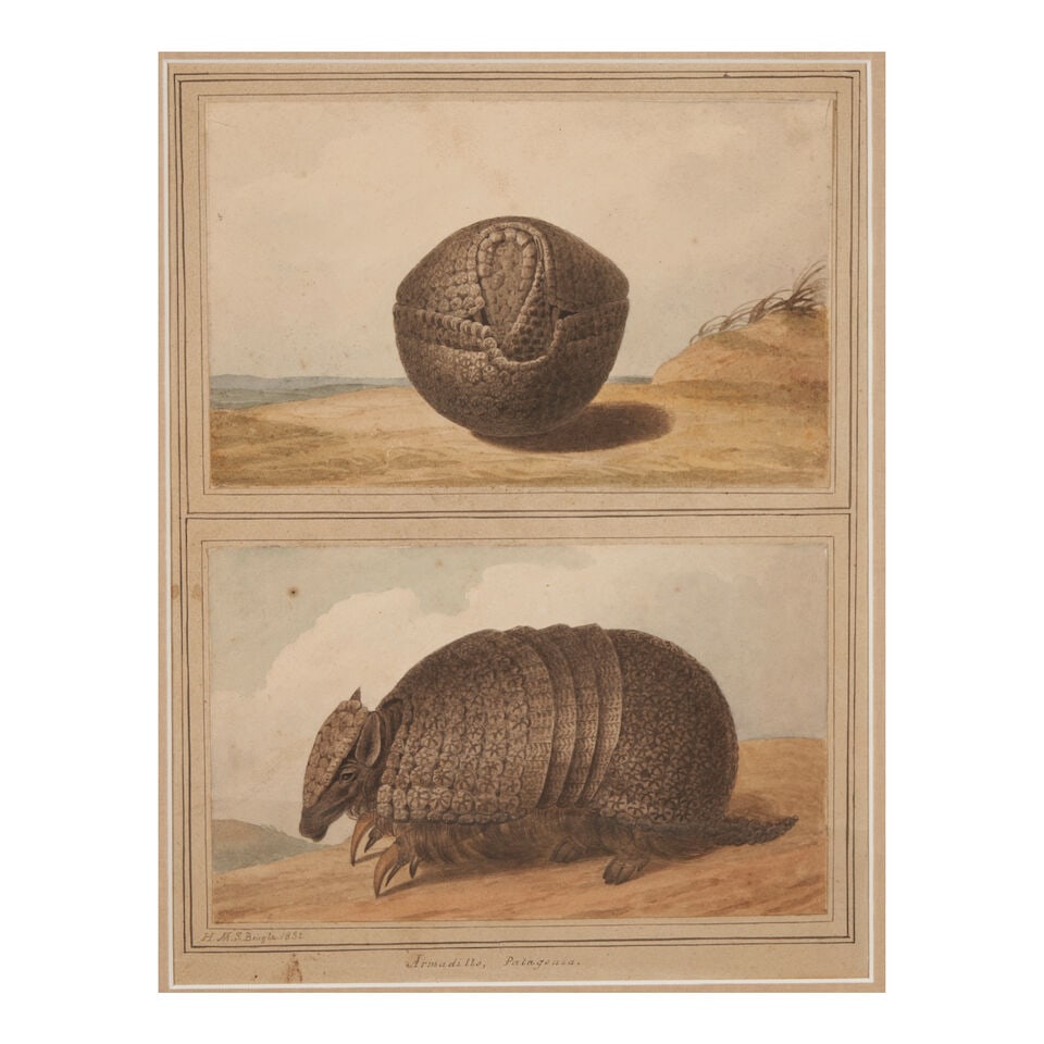 Attributed to Augustus Earle (Australian, 1793-1838) Two Studies of an Armadillo, Patagonia - 2