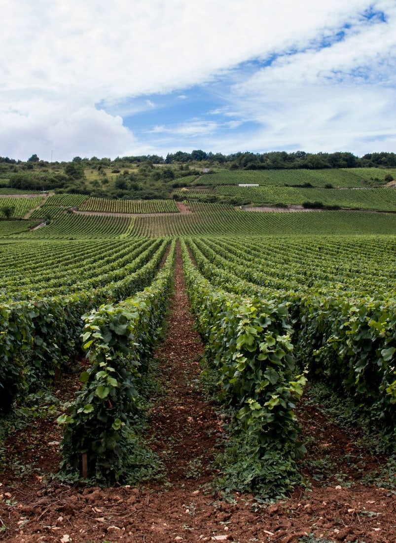 Cantina Terlan Quarz Sauvignon, 2012 (8x Magnum): Cantina Terlan Quarz Sauvignon, 2012 (8x Magnum) Region: Italy Label: 4x slightly marked, 1x slightly scuffed Lot to be sold without reserve. For further information on this lot please visit Bonhams.c