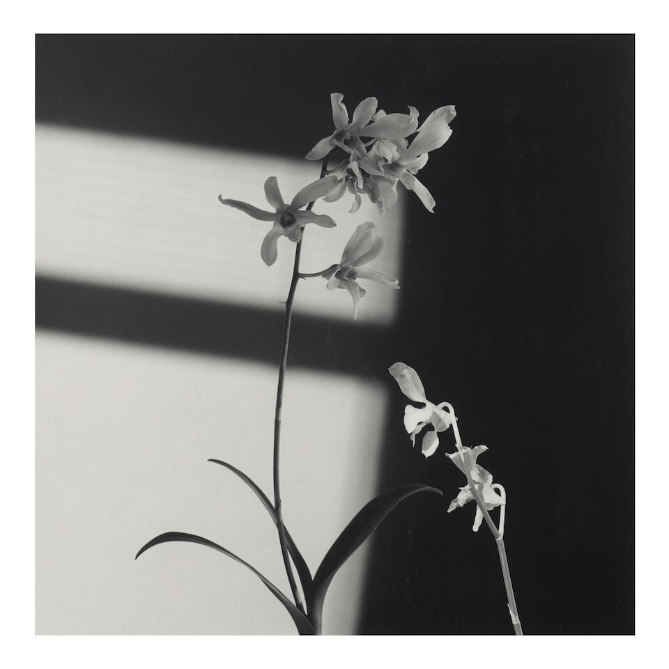 Robert Mapplethorpe (1946-1989); Flowers (Orchid);: Robert Mapplethorpe (1946-1989) Flowers (Orchid), 1986 Gelatin silver print; signed, dated, and editioned '2/10' in ink in the margin, flush-mounted, the photographer's copyright/reproduction rights s
