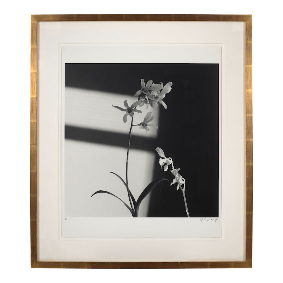 Robert Mapplethorpe (1946-1989); Flowers (Orchid); - 3