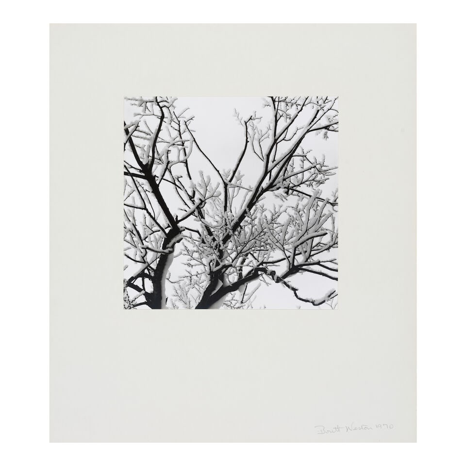 Brett Weston (1911-1993); Untitled (Branches in Snow); - 2