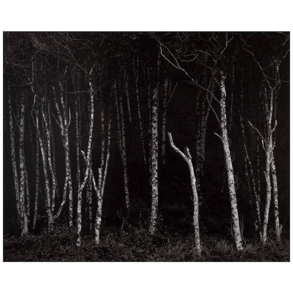 Ansel Adams (1902-1984); Alders, Prairie Creek Beach, Northern California (from 'Portfolio VI');: Ansel Adams (1902-1984) Alders, Prairie Creek Beach, Northern California (from 'Portfolio VI'), c. 1949 Gelatin silver print, printed 1974; mounted, signed and with edition '6/110' and number 'VI-8' i