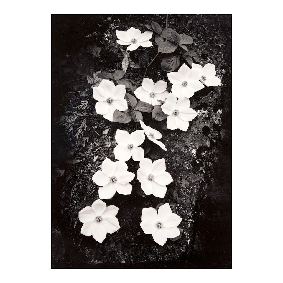 Ansel Adams (1902-1984); Dogwood, Yosemite National Park, California; (1 of 2)