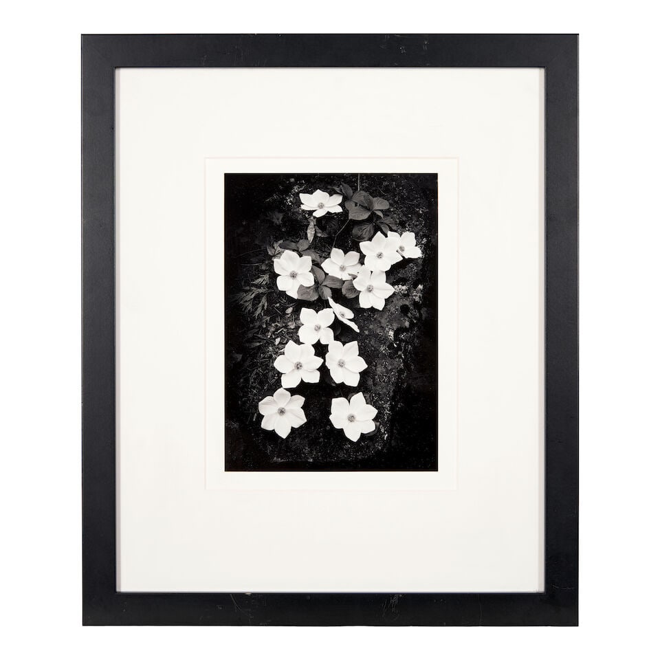 Ansel Adams (1902-1984); Dogwood, Yosemite National Park, California; - 2