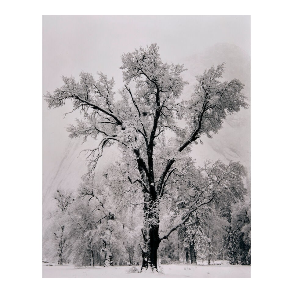 Ansel Adams (1902-1984); Oaktree, Snowstorm, Yosemite National Park, California; (1 of 2)