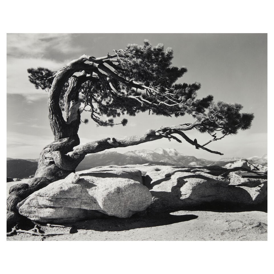 Ansel Adams (1902-1984); Jeffrey Pine, Sentinel Dome, Yosemite National Park, California; (1 of 1)