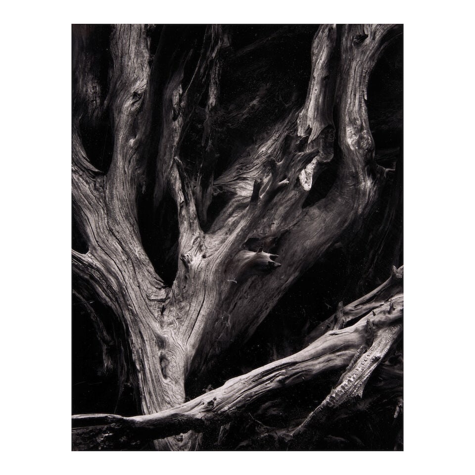 Ansel Adams (1902-1984); Sequoia Roots, Yosemite National Park, California; (1 of 2)