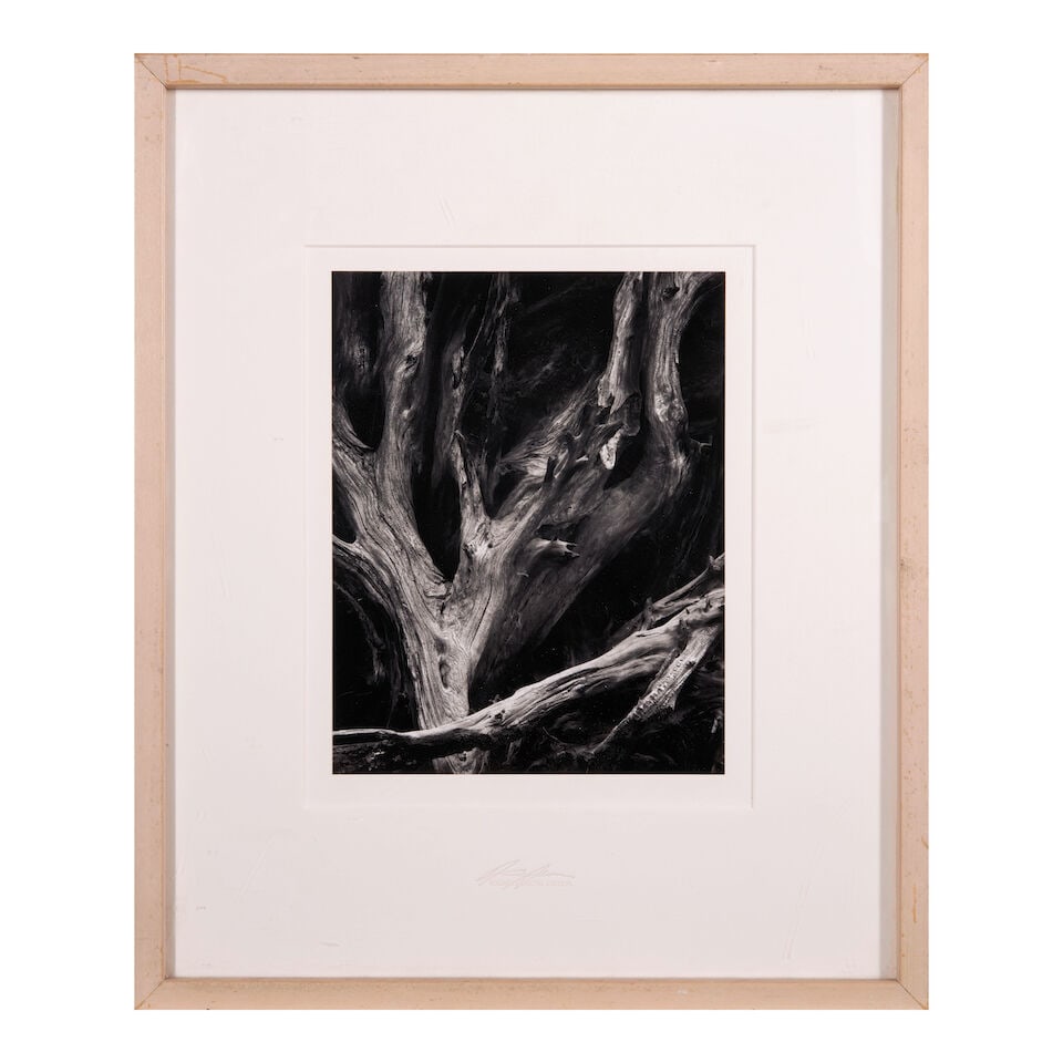 Ansel Adams (1902-1984); Sequoia Roots, Yosemite National Park, California; - 2