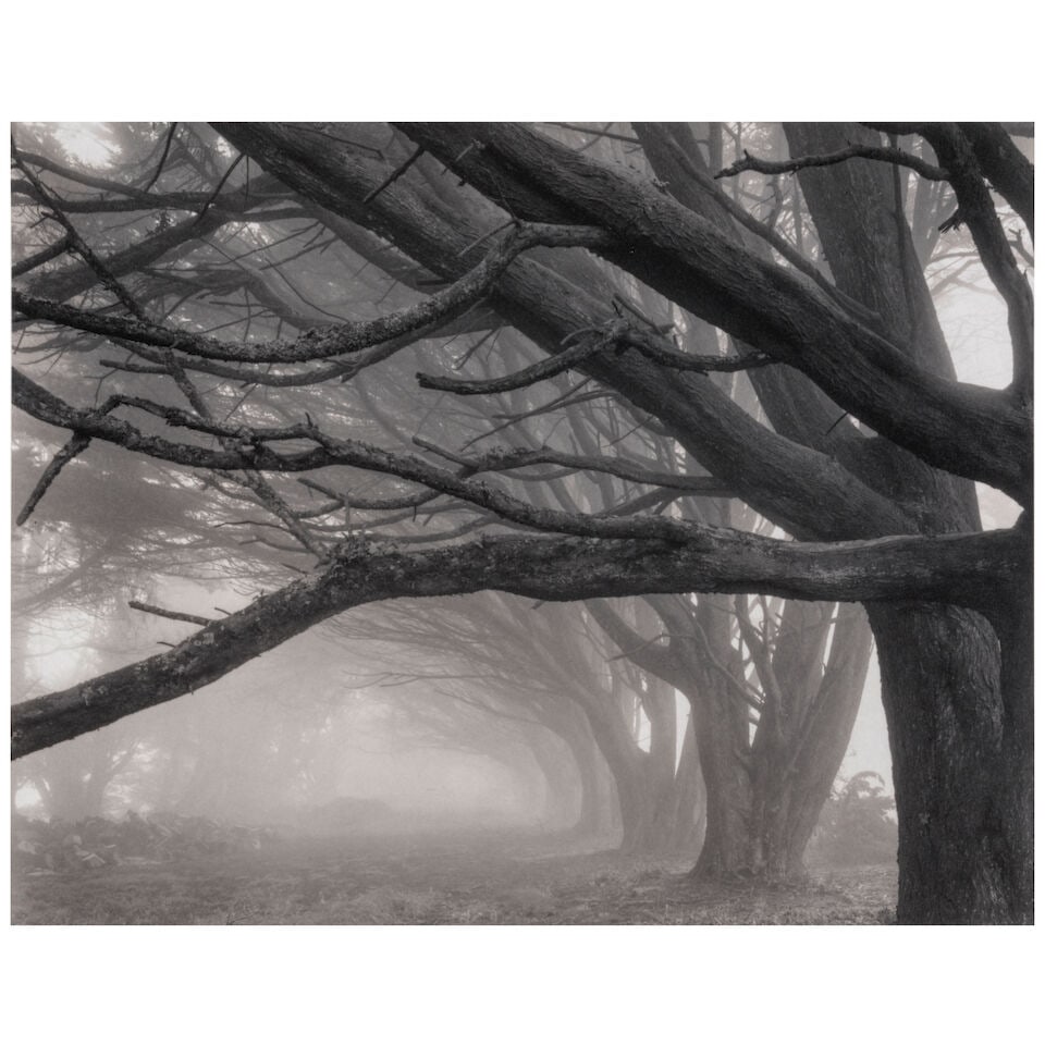 Mark Citret (born 1949); 'Cypresses, Skyline Drive'; (1 of 2)