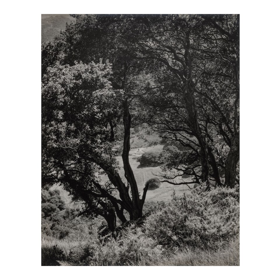 Morley Baer (1916-1995); Untitled (Trees on Hillside); (1 of 2)