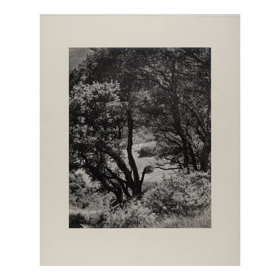 Morley Baer (1916-1995); Untitled (Trees on Hillside); - 2