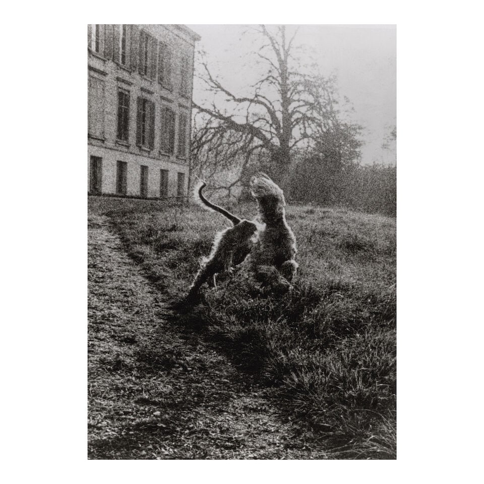 Jacques-Henri Lartigue (1894-1986); Untitled (Afghan Hound Running); (1 of 2)