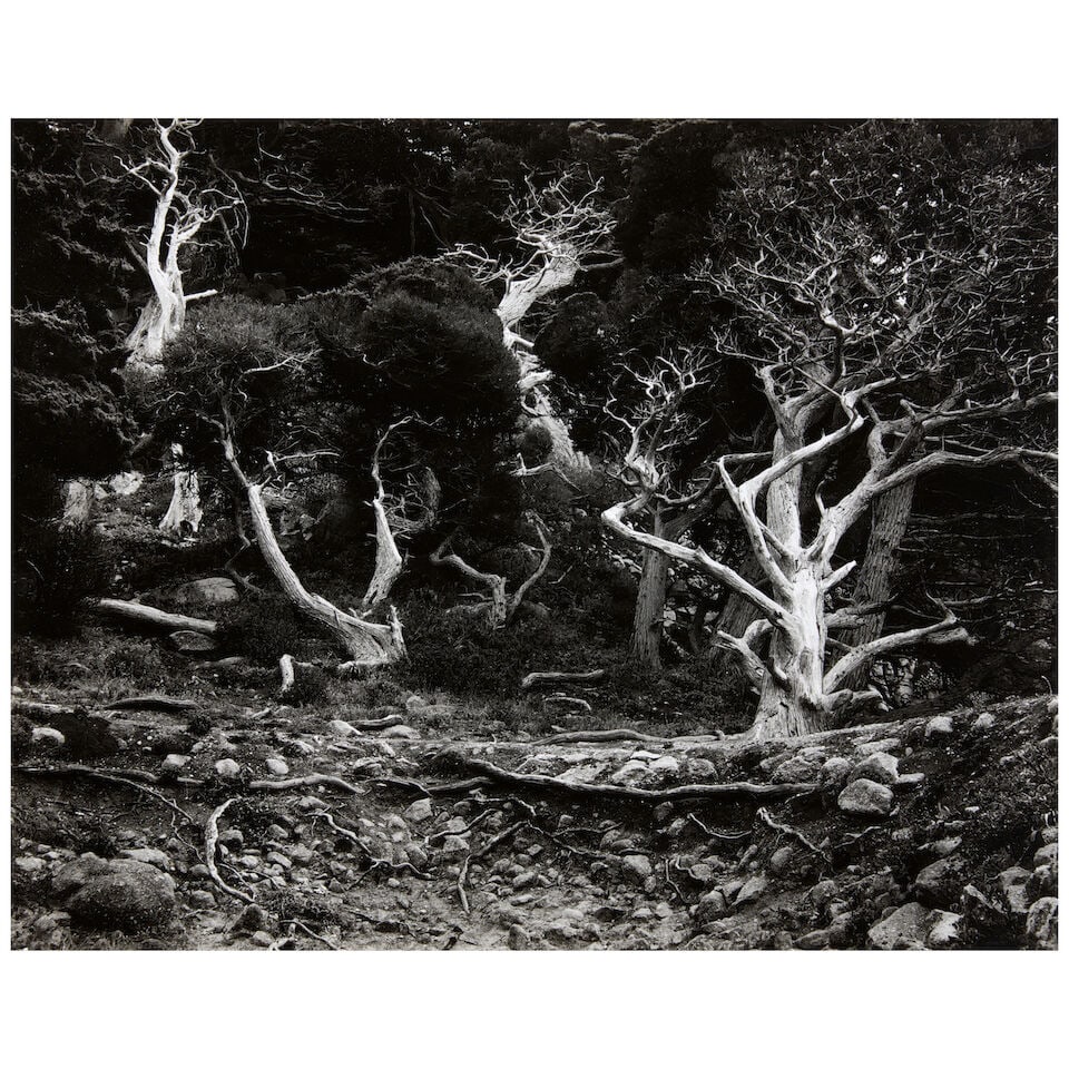Edward Weston (1886-1958); Cypress Grove, Point Lobos; (1 of 3)