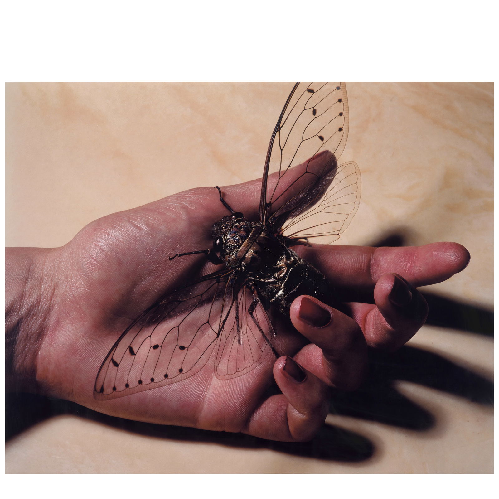 MICHAEL THOMPSON; ''Insect in Hand', Kona, Hawaii';: MICHAEL THOMPSON ''Insect in Hand', Kona, Hawaii', 2002 Chromogenic print, printed 2008; flush-mounted to aluminum, framed, the photographer's studio label, signed, titled, and dated in pencil with th