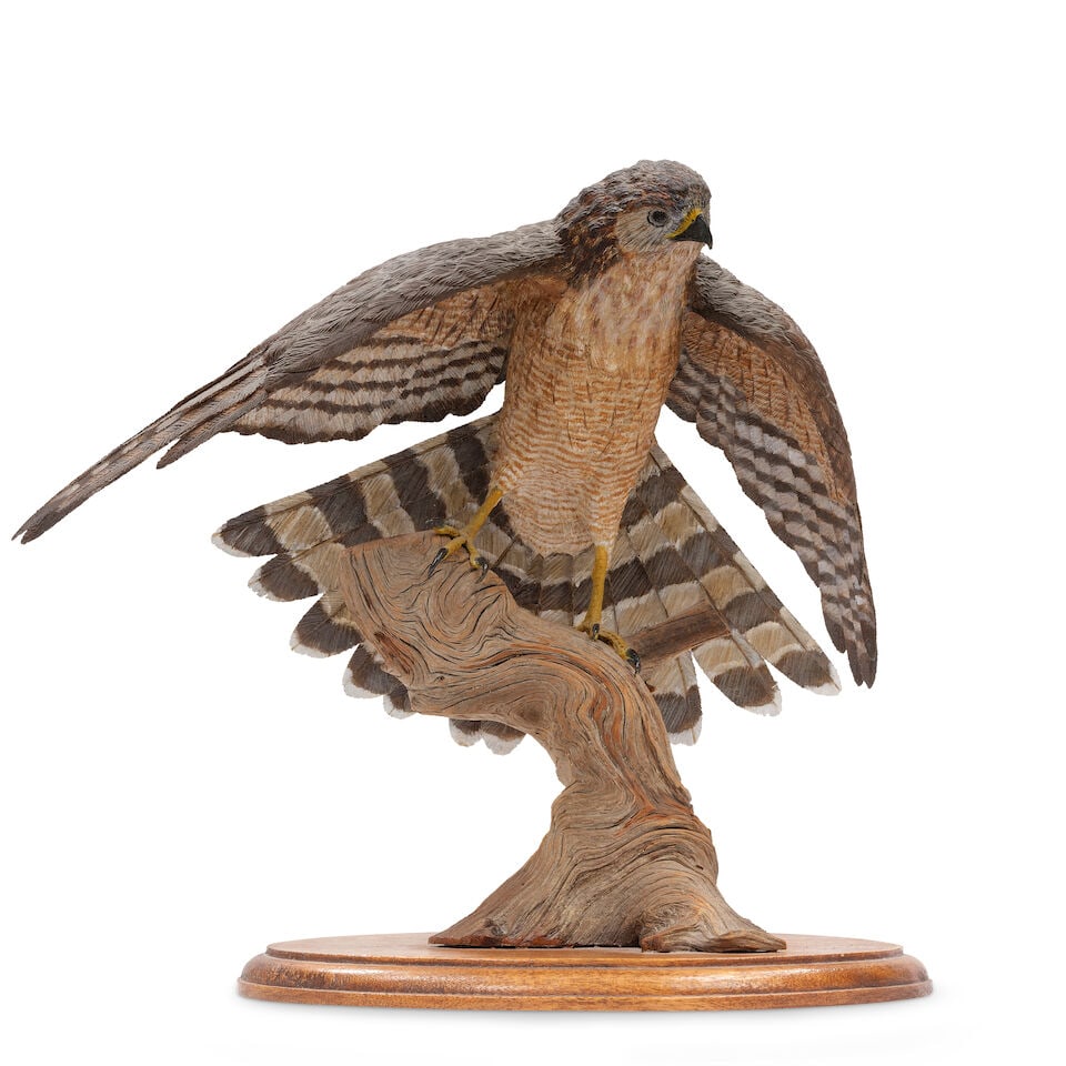 Chris Cape (born 20th Century) Cooper's Hawk 12 1/4 in. high affixed to a 3/4 in. high wood base: Chris Cape (born 20th Century) Cooper's Hawk titled, dated and signed 'Cooper's Hawk / Dec 89 / JCCAPE' (under the base) wood carving 12 1/4 in. high affixed to a 3/4 in. high wood base Lot to be
