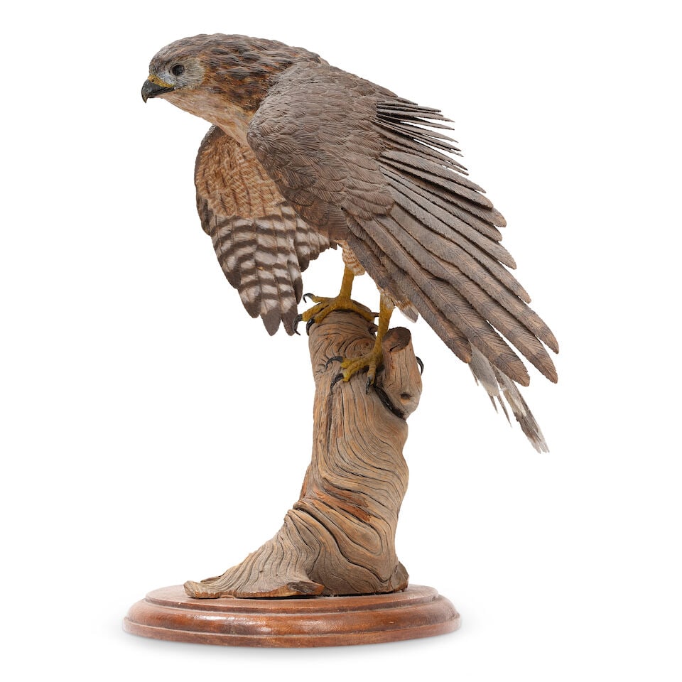 Chris Cape (born 20th Century) Cooper's Hawk 12 1/4 in. high affixed to a 3/4 in. high wood base - 5