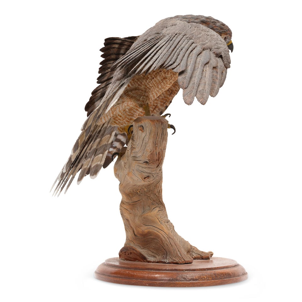 Chris Cape (born 20th Century) Cooper's Hawk 12 1/4 in. high affixed to a 3/4 in. high wood base - 7