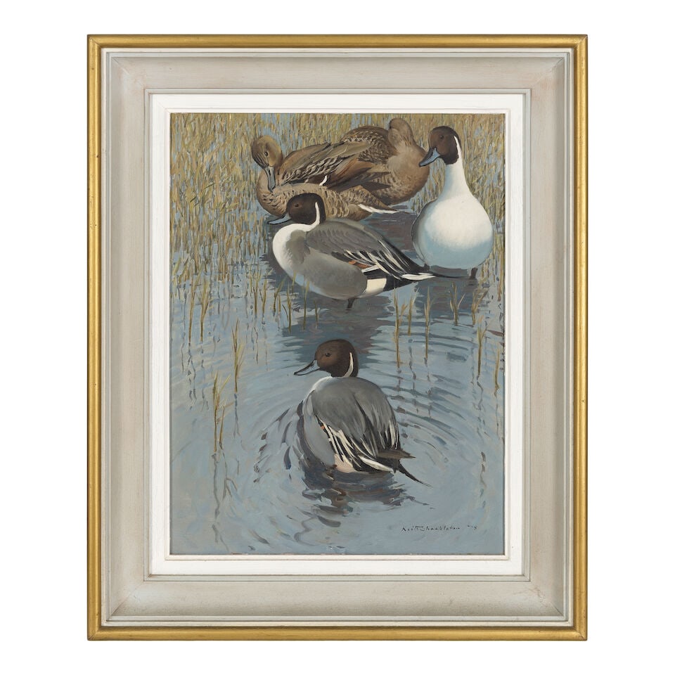 Keith Hope Shackleton (British, 1923-2015) Northern Pintail Ducks - 2