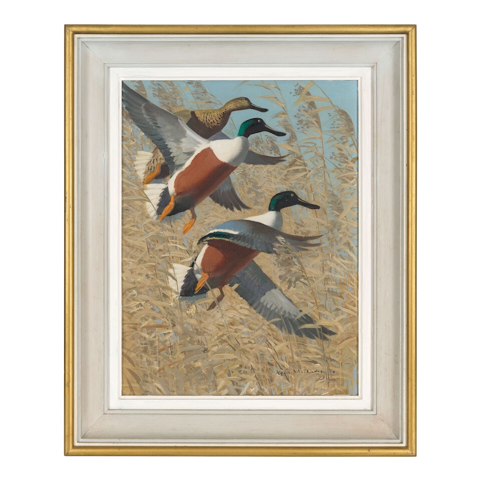 Keith Hope Shackleton (British, 1923-2015) Northern Shoveler Ducks - 2