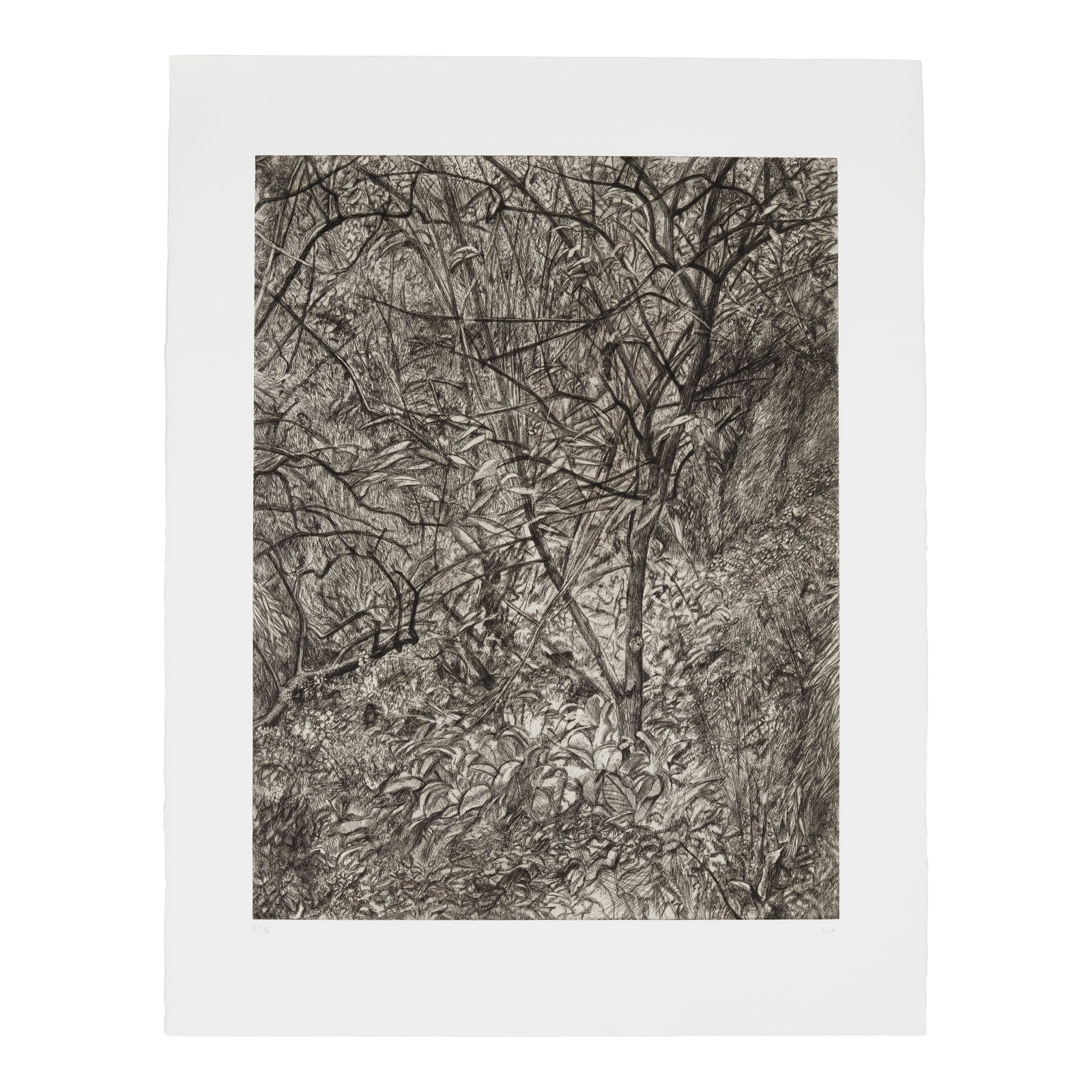 Lucian Freud (1922-2011); Garden in Winter;: Lucian Freud (1922-2011) Garden in Winter (Treves 84), 1997-99 Etching on Somerset paper, initialed in pencil and numbered 6/46 (there were also 12 artist's proofs), published by Matthew Marks Gallery