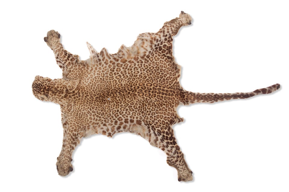 Taxidermy: African leopard skin, circa 1900 (1 of 2)