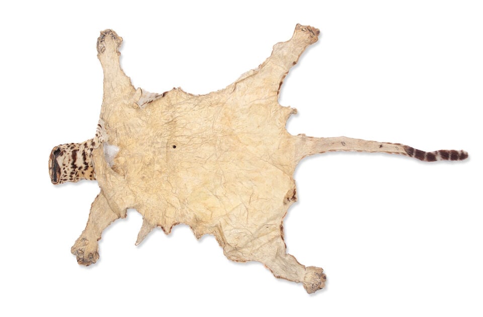 Taxidermy: African leopard skin, circa 1900 - 2