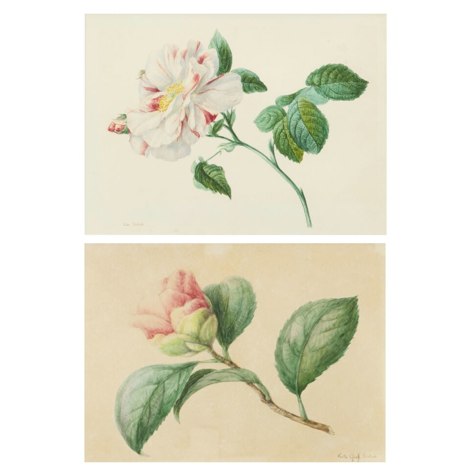 Emilie-Anna Reinhart (1809-1884) Two rose studies (The smaller: 12.5 x 17cm) ( (2)) (1 of 5)