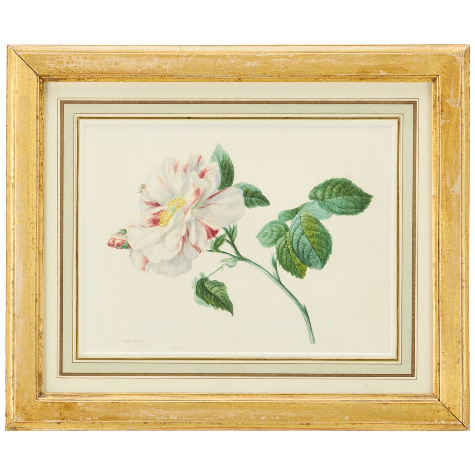Emilie-Anna Reinhart (1809-1884) Two rose studies (The smaller: 12.5 x 17cm) ( (2)) - 3
