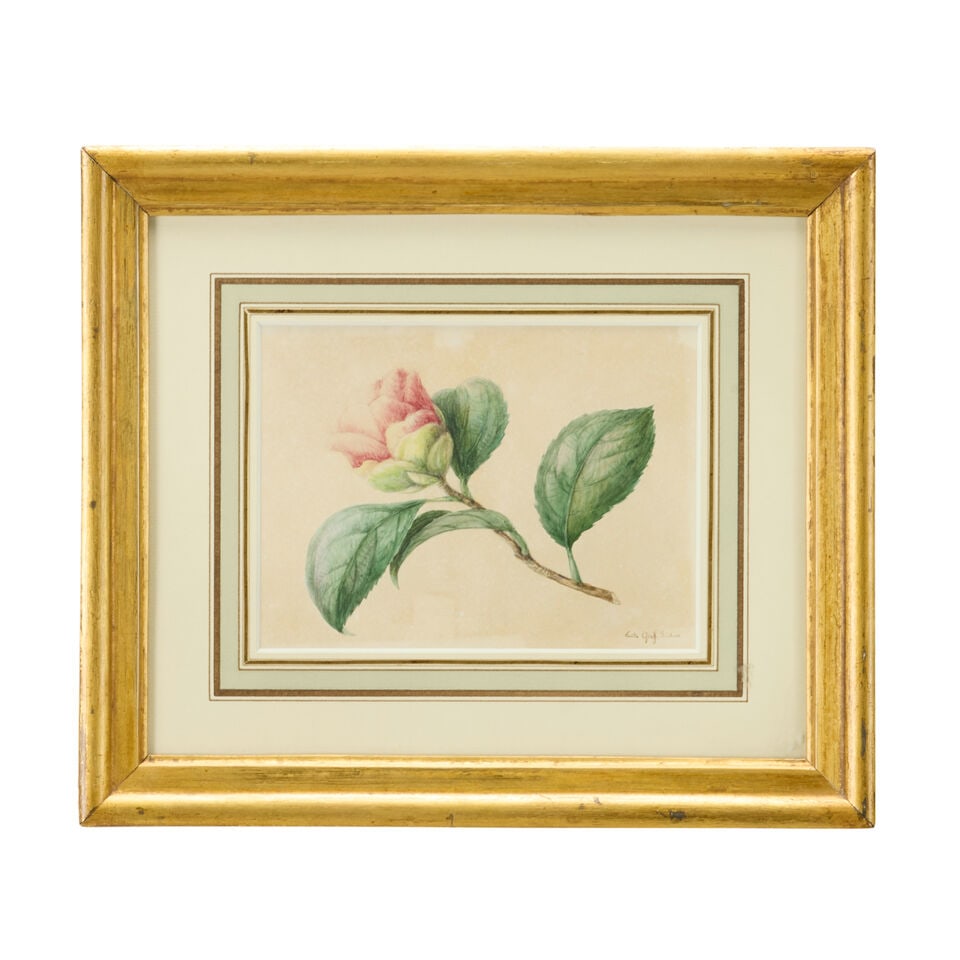 Emilie-Anna Reinhart (1809-1884) Two rose studies (The smaller: 12.5 x 17cm) ( (2)) - 5