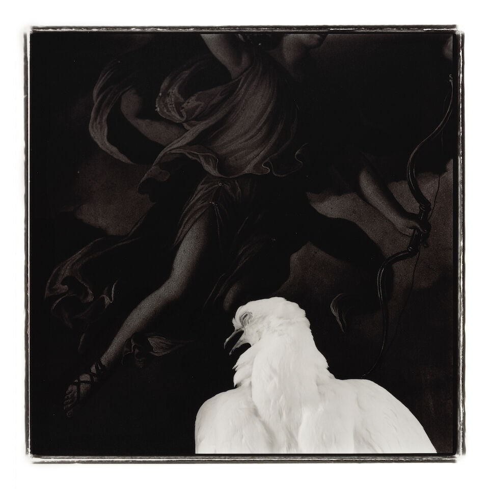 Keith Carter (born 1948); 'White Bird';: Keith Carter (born 1948) 'White Bird', 1992 Gelatin silver print; signed, titled, dated, and editioned '30/50' in pencil on the reverse. 15 1/4 x 15 3/8 in. (38.7 x 39.1 cm.) sheet 19 7/8 x 16 in. (50