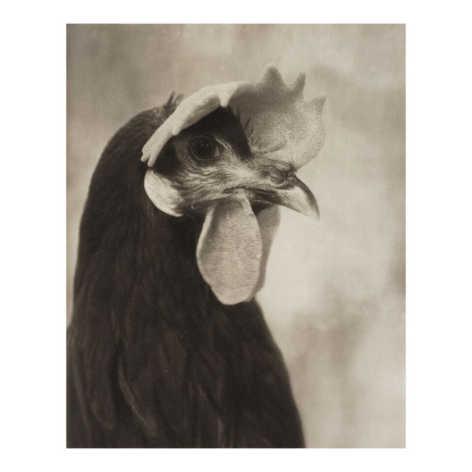 Beth Moon (born 1955); 'Minorca Black Hen' (from 'Augurs and Soothsayers'); (1 of 2)