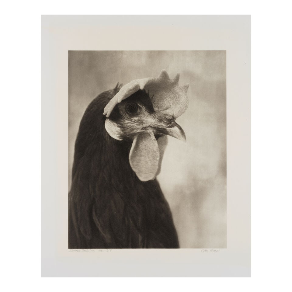 Beth Moon (born 1955); 'Minorca Black Hen' (from 'Augurs and Soothsayers'); - 2
