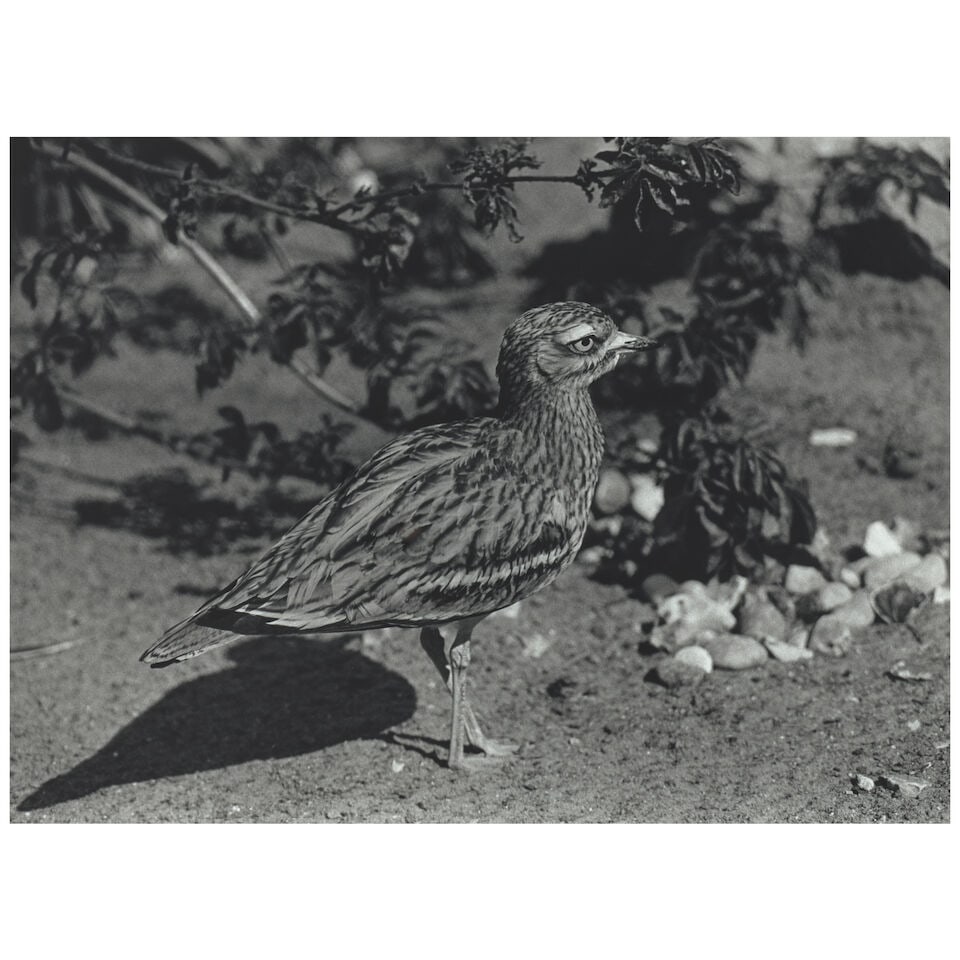 Christopher Williams (born 1956); 'Cyprus' (1785, 8809, Burhinus Oedicnemus, Stone Curlew, Burhi...: Christopher Williams (born 1956) 'Cyprus' (1785, 8809, Burhinus Oedicnemus, Stone Curlew, Burhinidae, 9.11.82, Presented by Philip Wayre, Norfolk Wildlife Park, Great Britain) (from 'Supplement*'