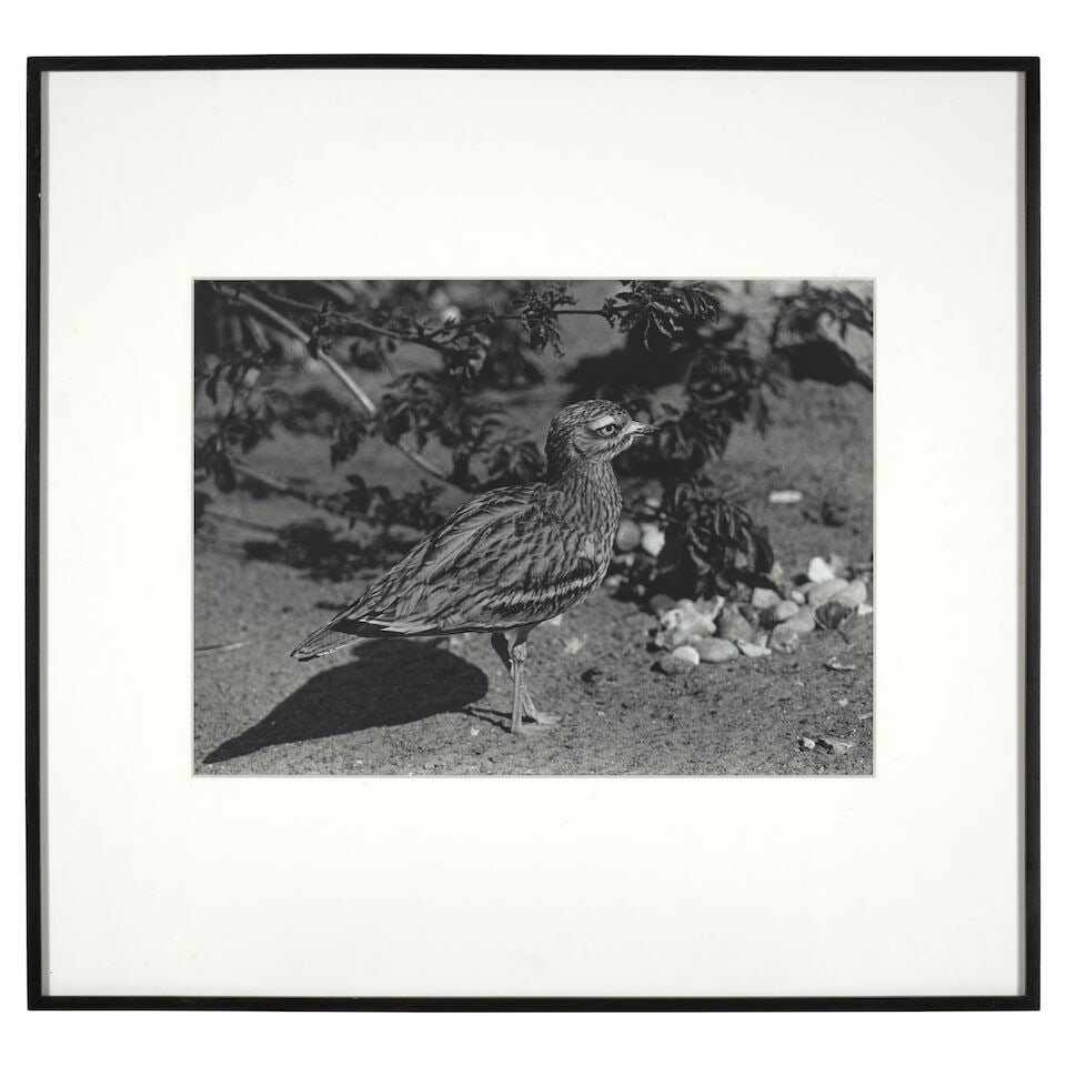 Christopher Williams (born 1956); 'Cyprus' (1785, 8809, Burhinus Oedicnemus, Stone Curlew, Burhi... - 2