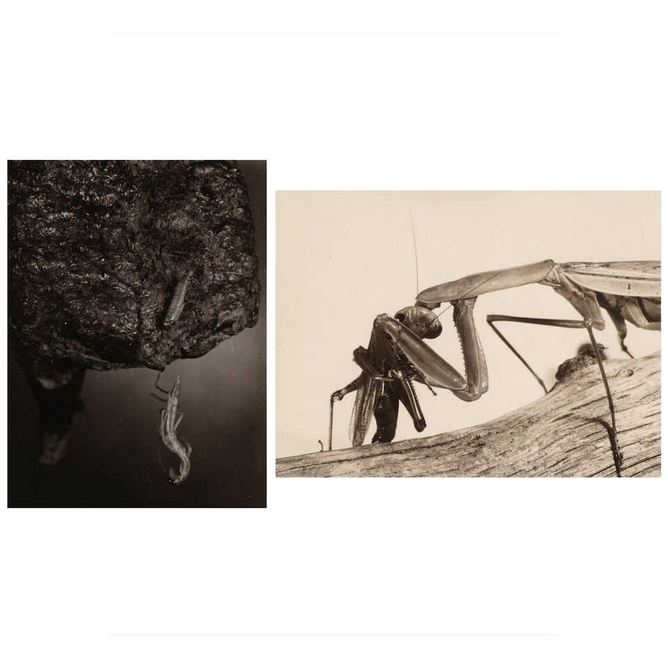 Margaret Bourke-White (1904-1971); Selected Images of Insects (comprising 'Insect Hanging from C... (1 of 4)
