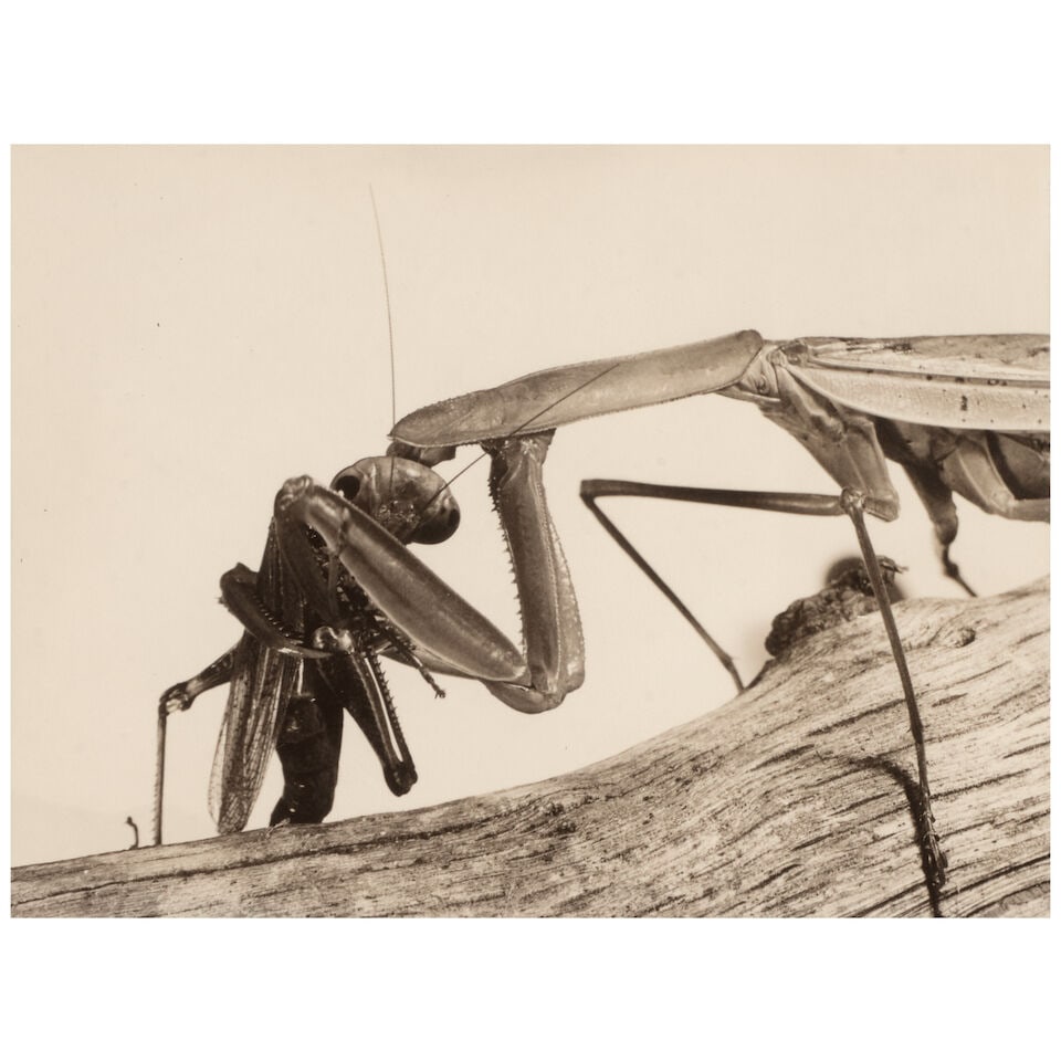Margaret Bourke-White (1904-1971); Selected Images of Insects (comprising 'Insect Hanging from C... - 3