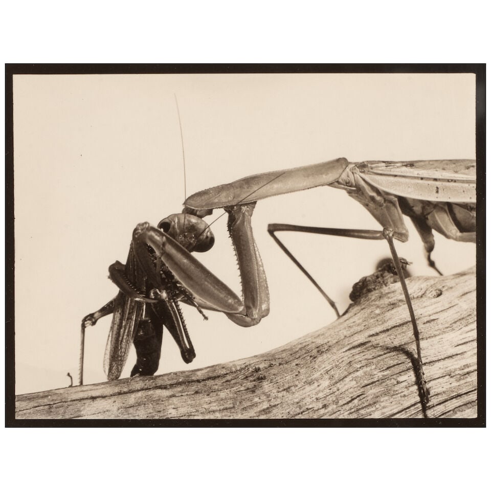 Margaret Bourke-White (1904-1971); Selected Images of Insects (comprising 'Insect Hanging from C... - 5