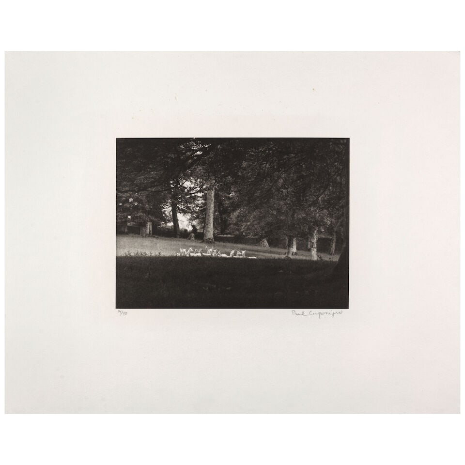 Paul Caponigro (1932-2024); Standing White Deer, Ireland; - 2