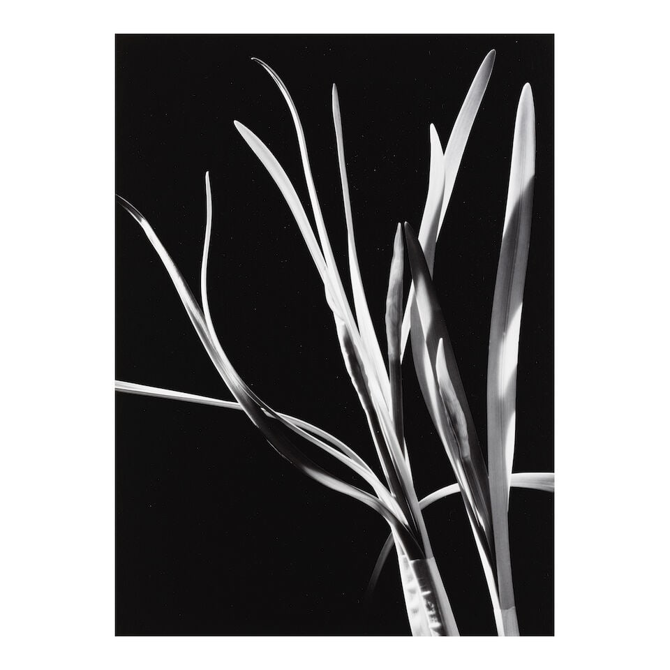 Morley Baer (1916-1995); 'Helen's Paper-Whites'; (1 of 3)