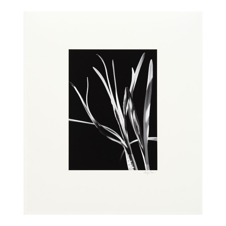 Morley Baer (1916-1995); 'Helen's Paper-Whites'; - 2