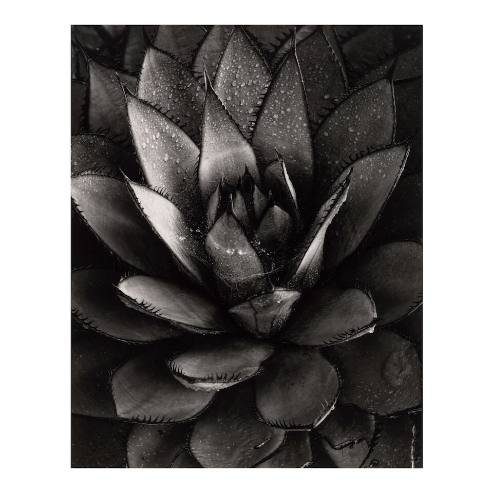 Brett Weston (1911-1993); Century Plant (from 'Baja California'); (1 of 2)