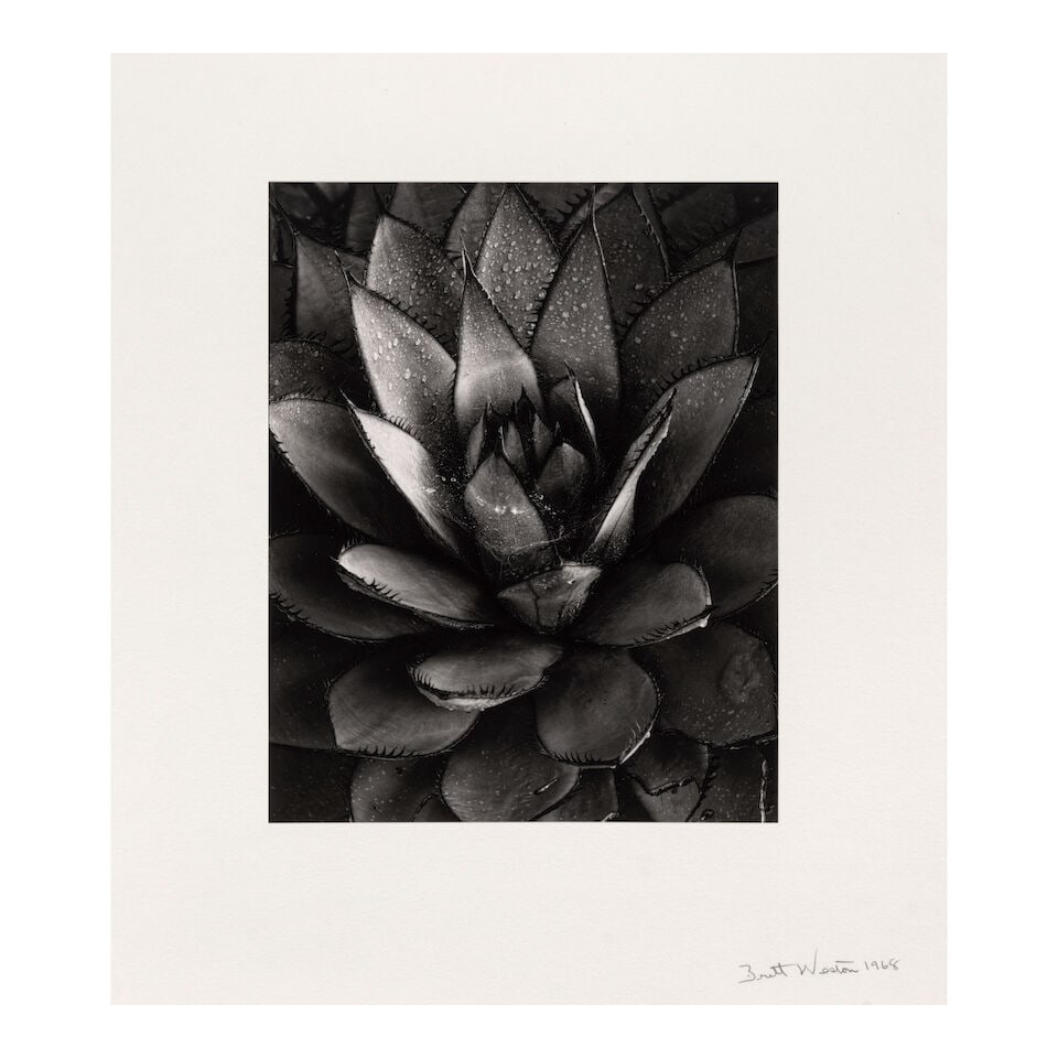 Brett Weston (1911-1993); Century Plant (from 'Baja California'); - 2
