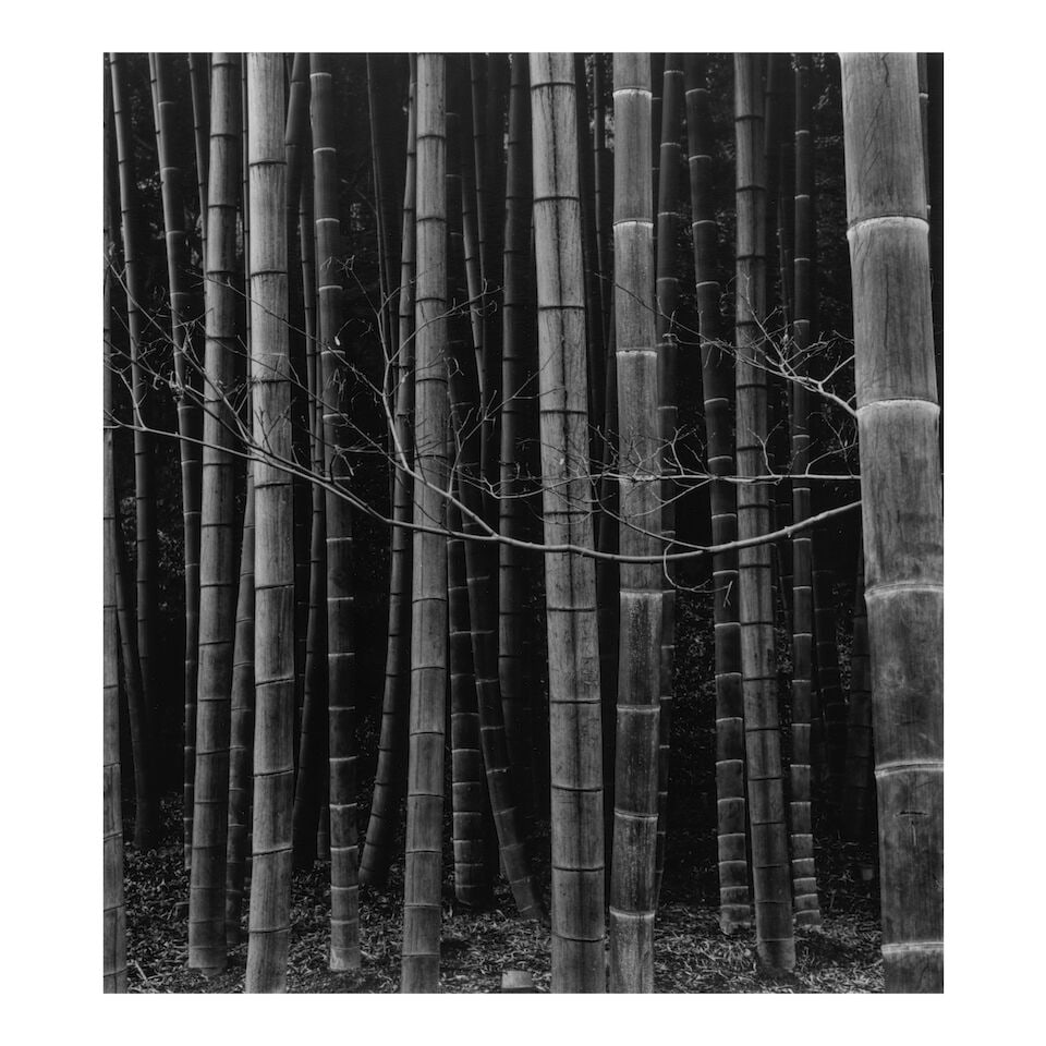 Brett Weston (1911-1993); Bamboo Forest, Japan; (1 of 2)