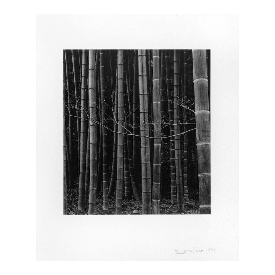 Brett Weston (1911-1993); Bamboo Forest, Japan; - 2