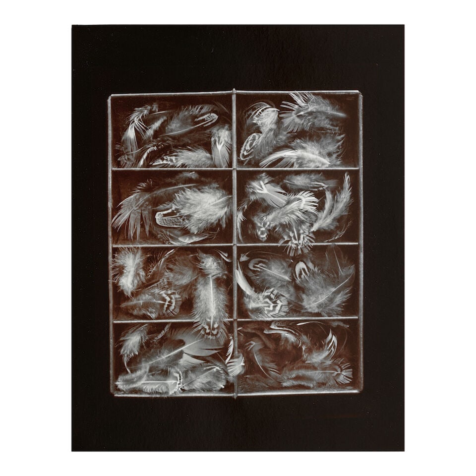 Olivia Parker (born 1941); Selected Images (comprising 'Mixed Nuts' and 'Pheasant'); - 2